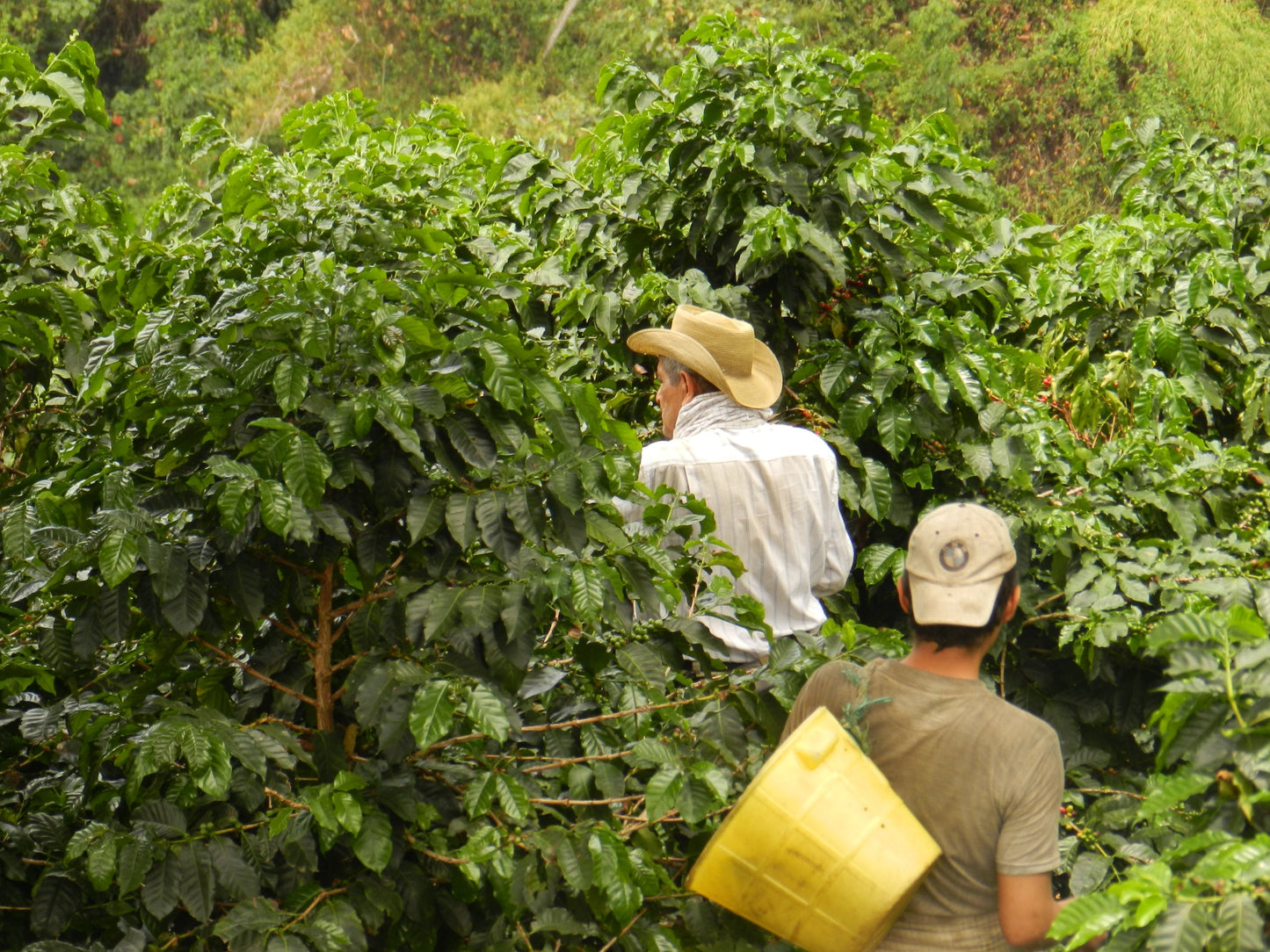 Colombian, Tumbaga, Sugarcane Decaf