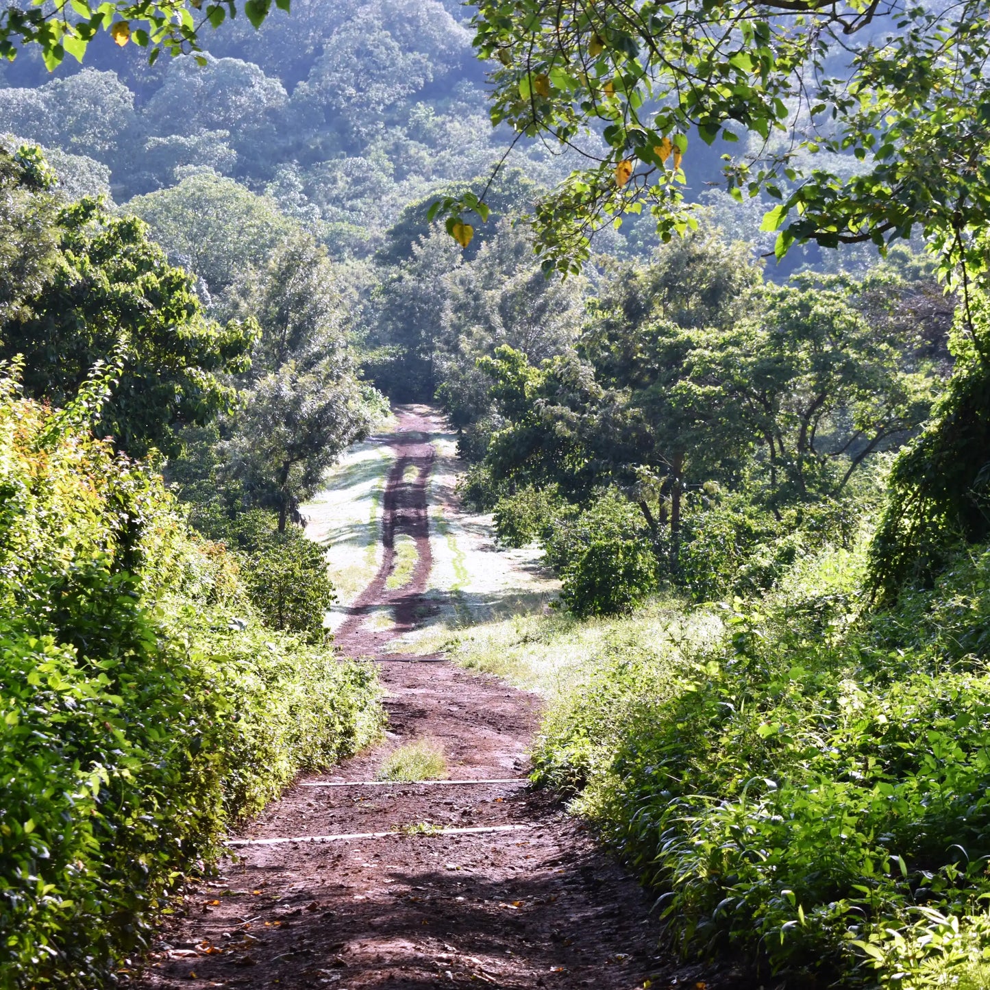 Ngila Estate Gesha - Tanzania
