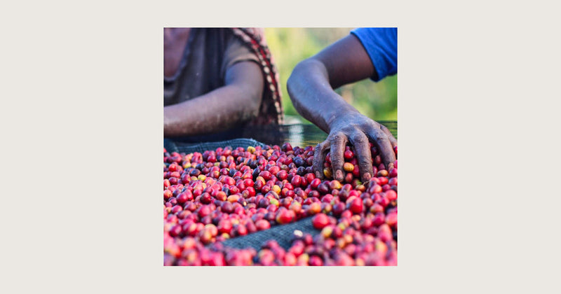 Sustainability in Speciality Coffee - Ensuring Fairness and Support for Growers