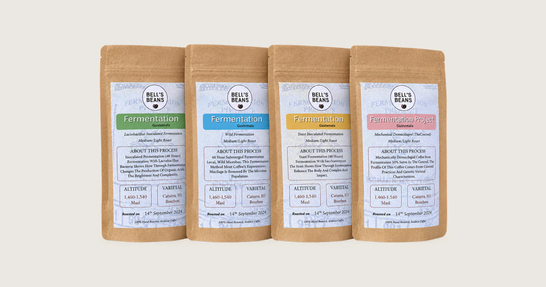 The Fermentation Project: What to expect?