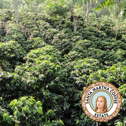 Sugarcane Decaf