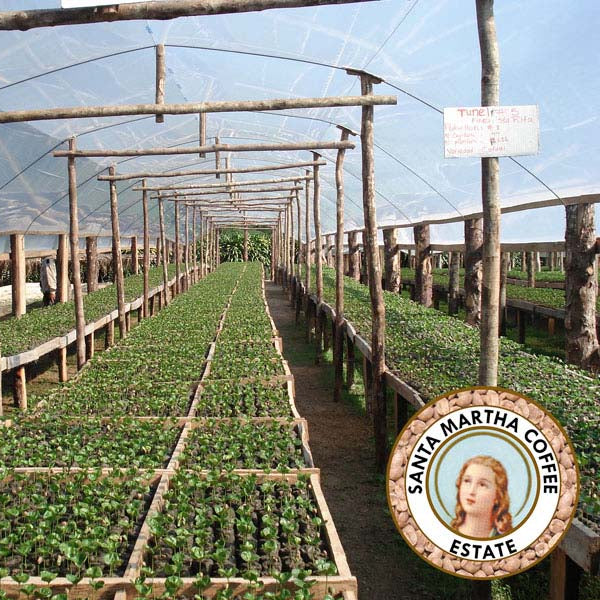 Sugarcane Decaf