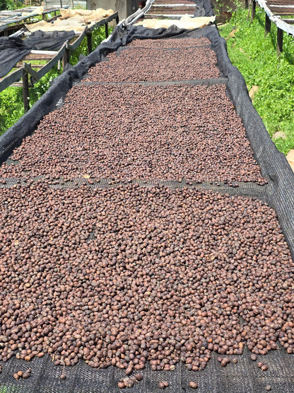 Kenyan, Kericho. Sugarcane Decaf