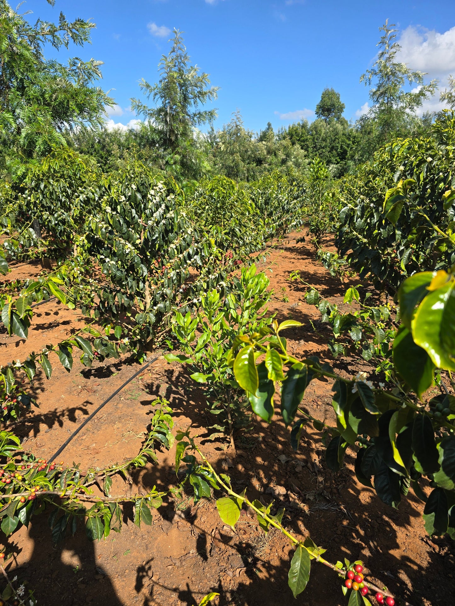 Kenyan, Kericho. Sugarcane Decaf