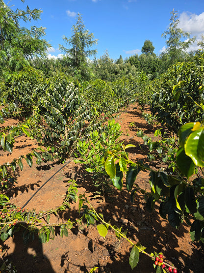 Kenyan, Kericho. Sugarcane Decaf
