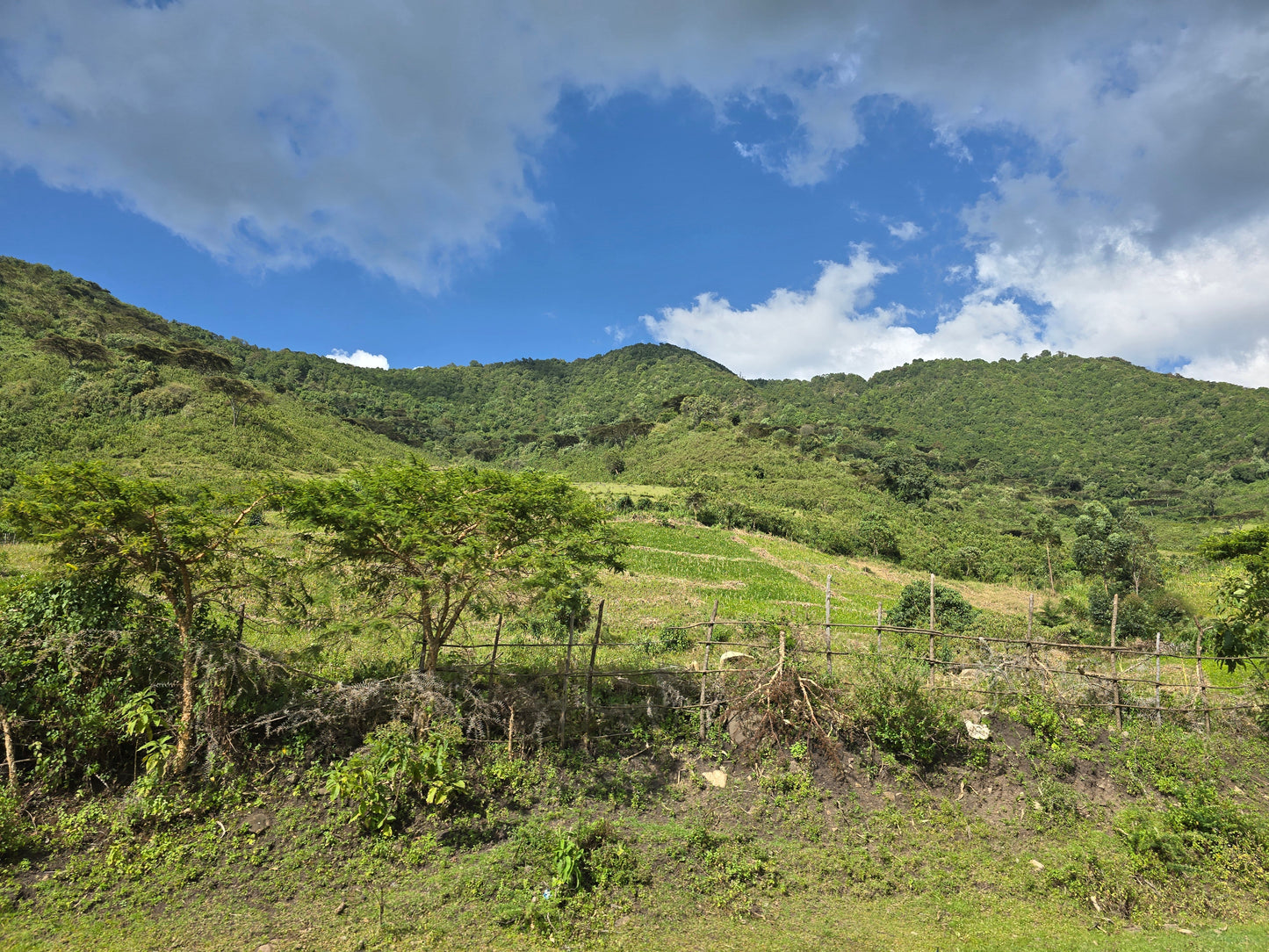 Kenyan, Kericho. Sugarcane Decaf
