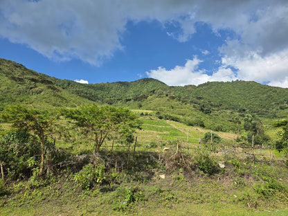 Kenyan, Kericho. Sugarcane Decaf