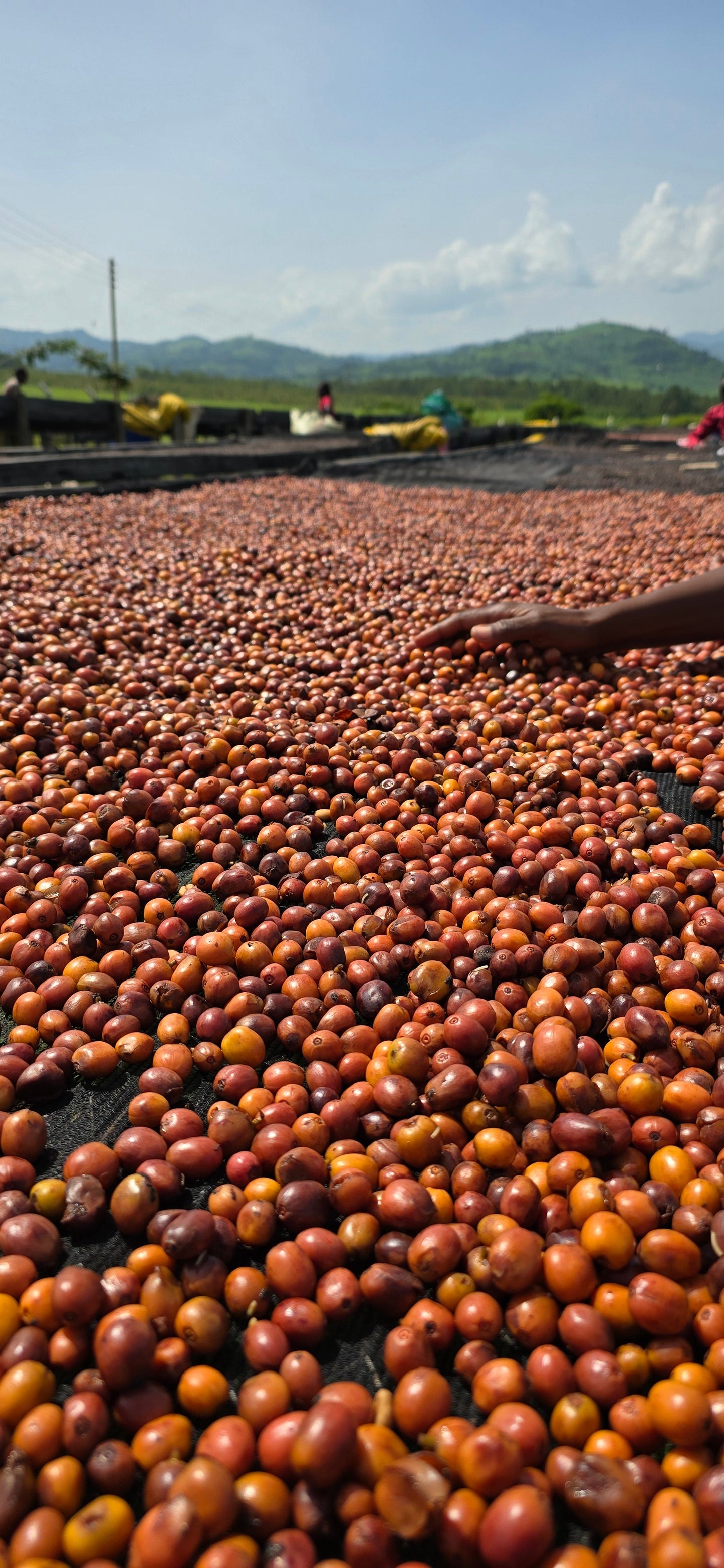 Kenyan, Kericho. Sugarcane Decaf