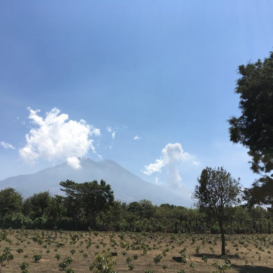 Guatemalan, La Concepción. Medium/Dark