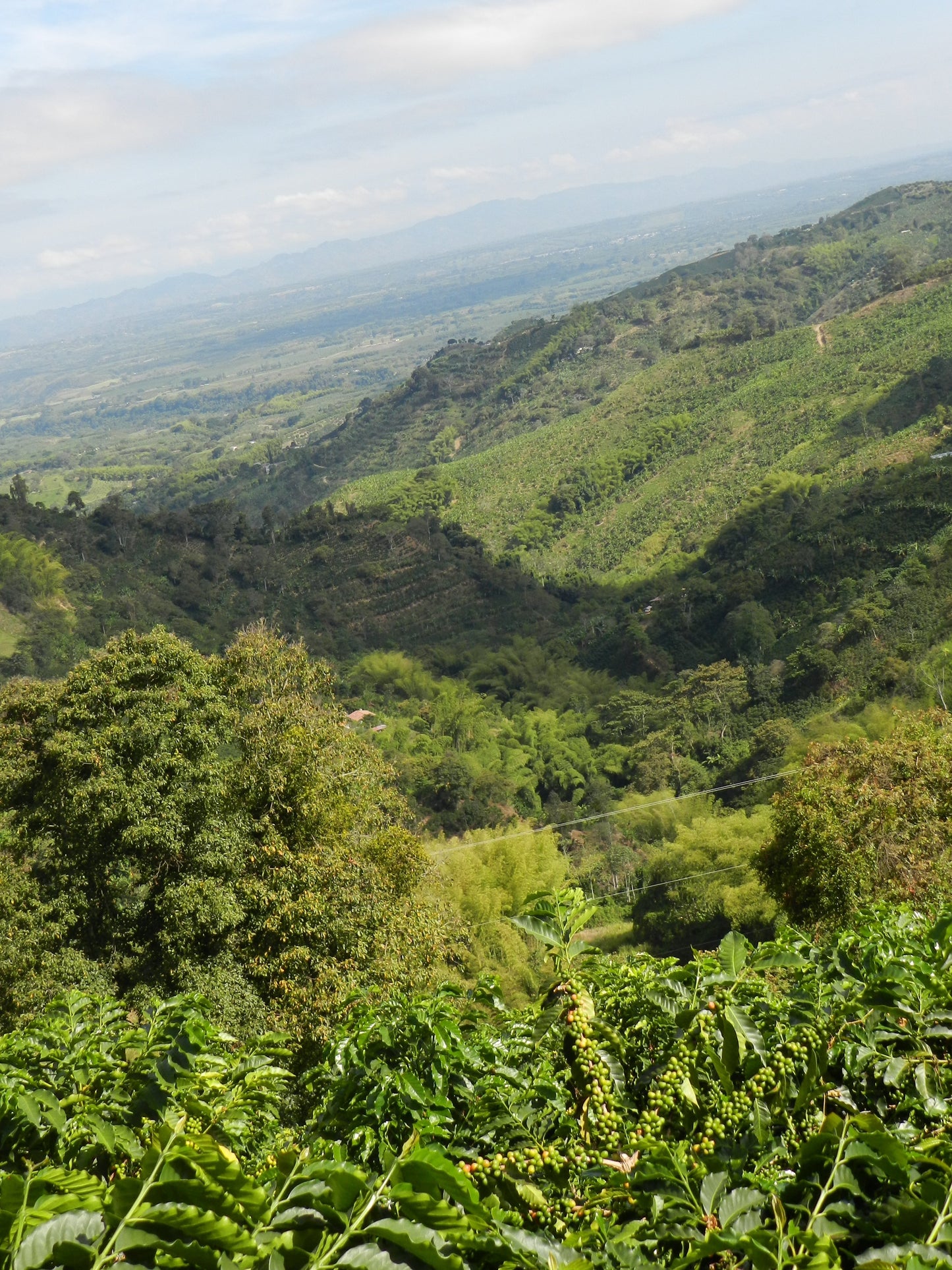 Colombian, Tumbaga, Sugarcane Decaf