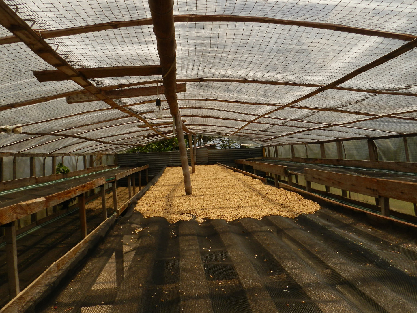 Colombian, Tumbaga, Sugarcane Decaf