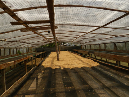 Colombian, Tumbaga, Sugarcane Decaf