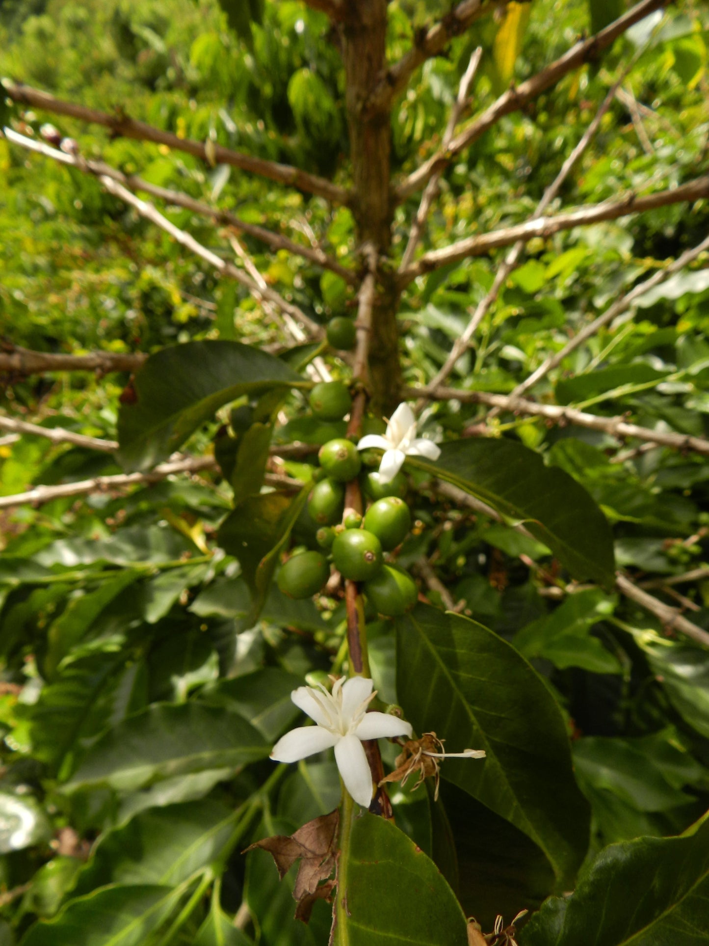 Colombian, Tumbaga, Sugarcane Decaf