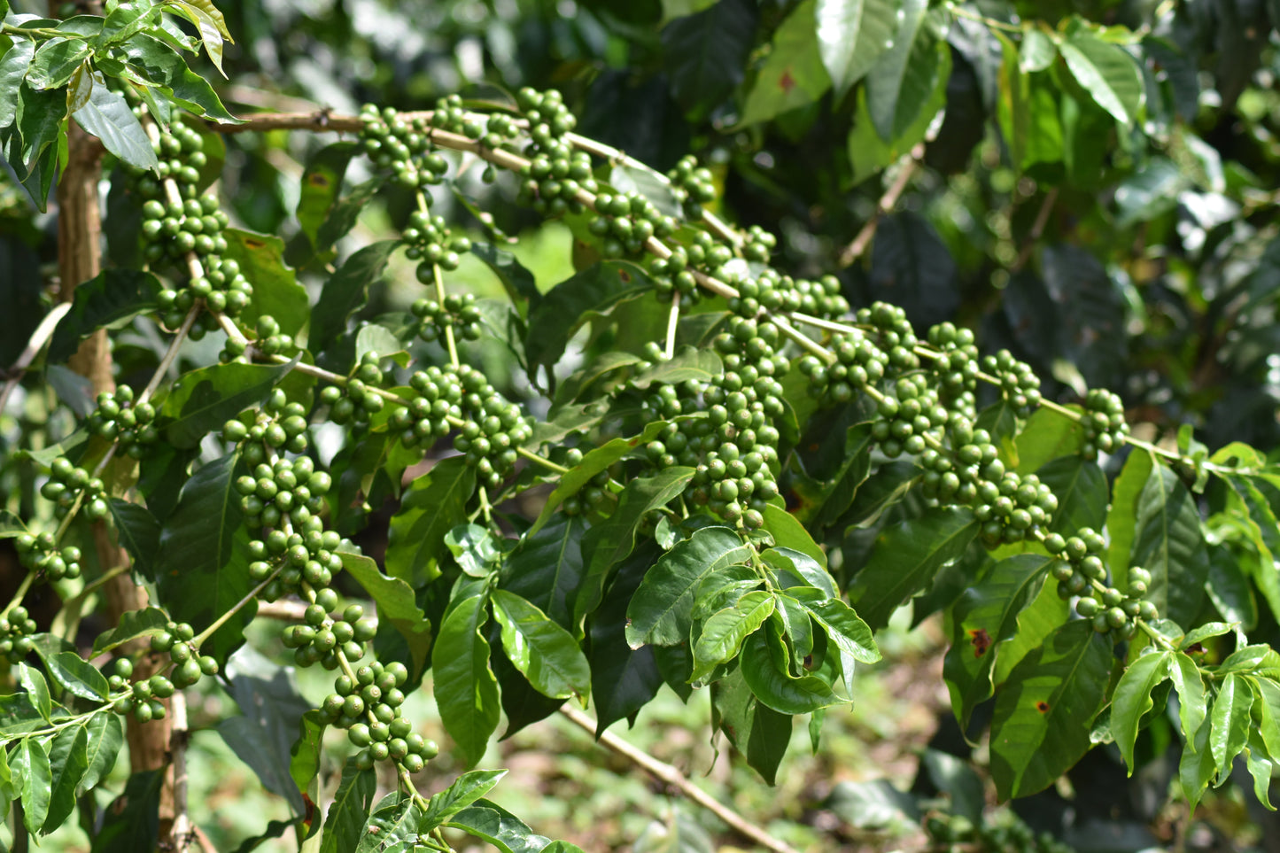 Raspberry Beret, Tanzania