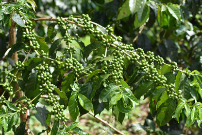 Session Brew, Tanzania