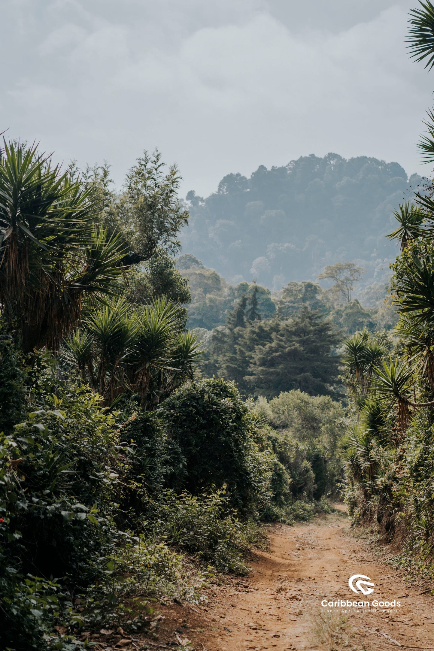 Guatemalan, La Concepción. Medium/Dark