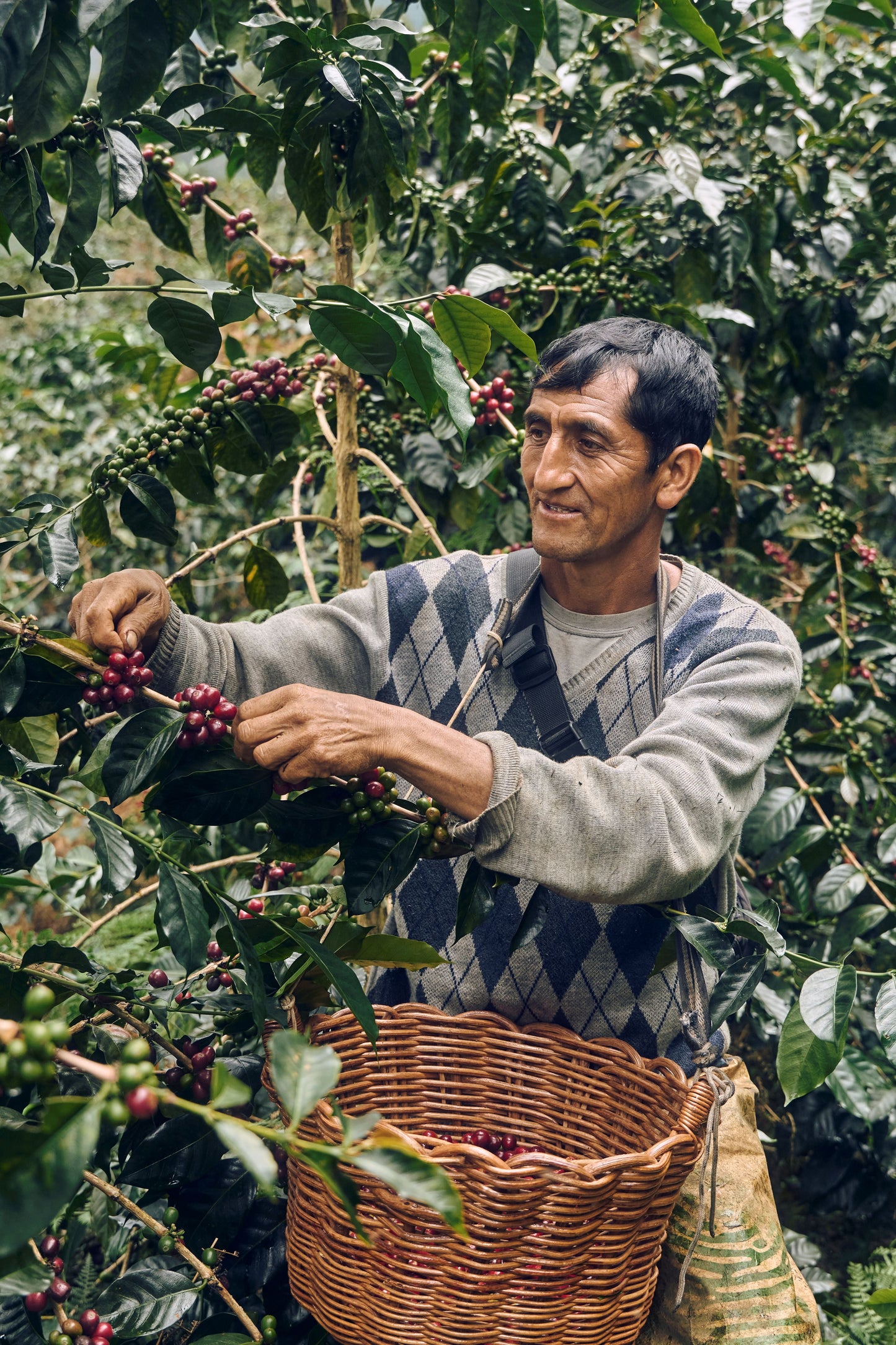 Peru, Finca El Morito, Faustino Flores. Nanolot