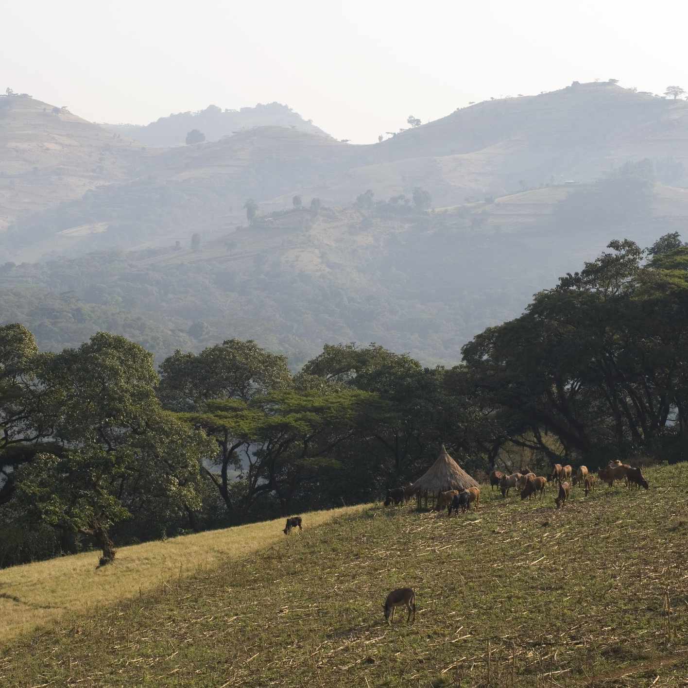 Ethiopia - Beshasha