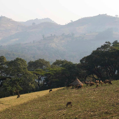 Ethiopia - Beshasha