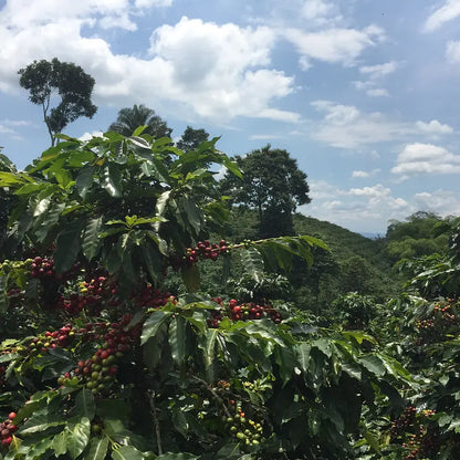 House Espresso, Colombia