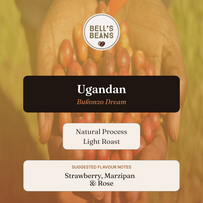 Ugandan, Bukonzo Dream