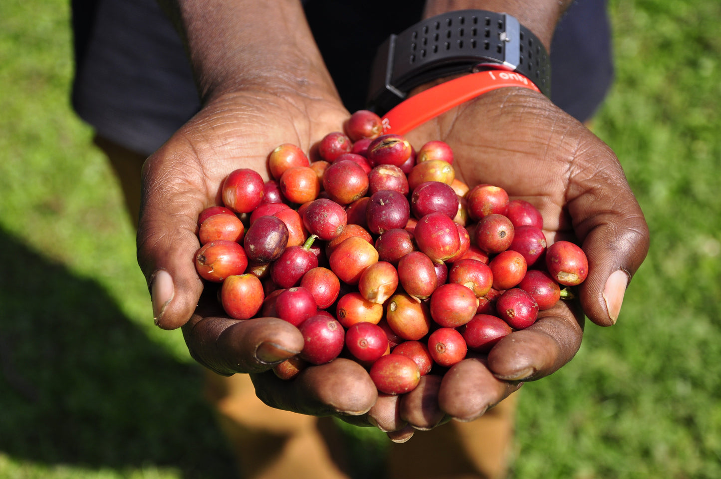 Ugandan, Bukonzo Dream