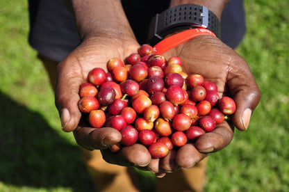 Ugandan, Bukonzo Dream