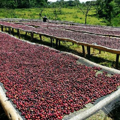 Cadence Espresso