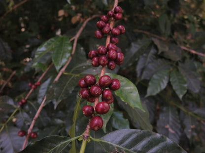 Ethiopian, Odaco, Natural