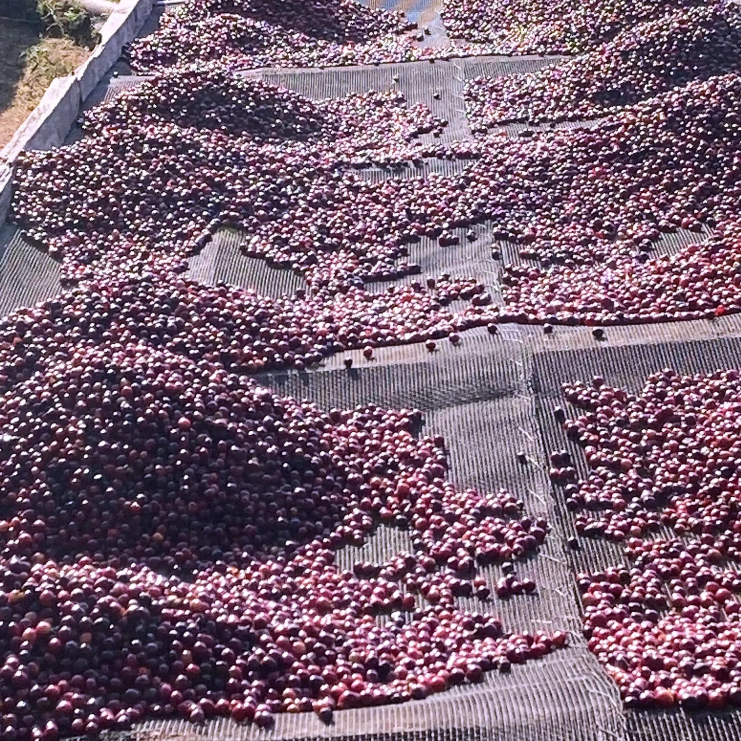 Ngila Estate SL28 - Tanzania