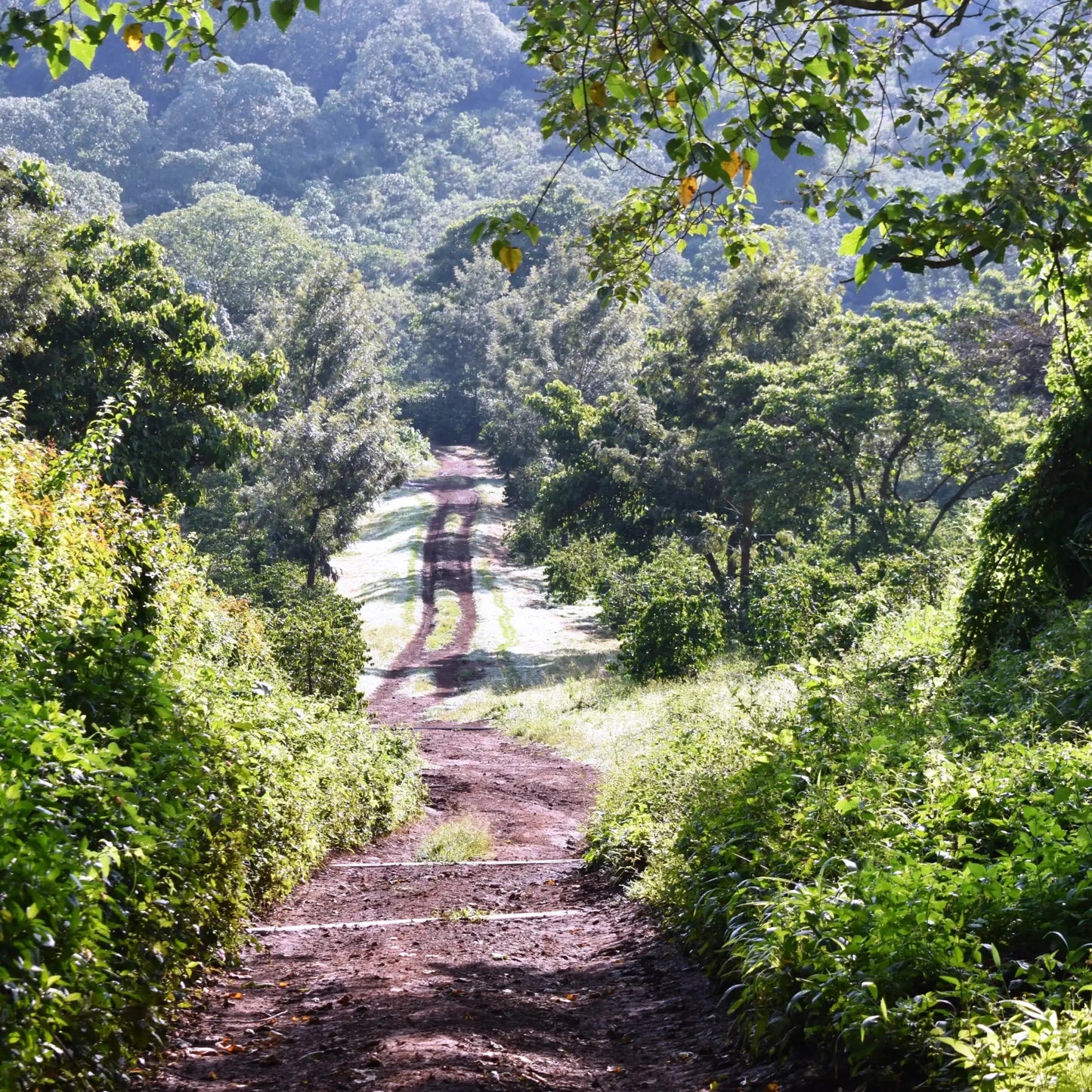 Ngila Estate Gesha - Tanzania
