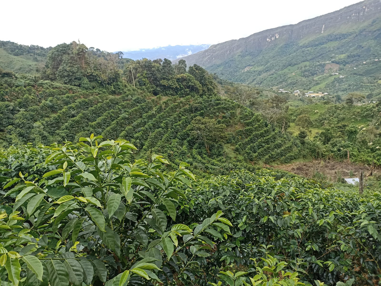Peru, Finca El Morito, Faustino Flores. Nanolot