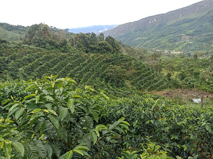 Peru, Finca El Morito, Faustino Flores. Nanolot