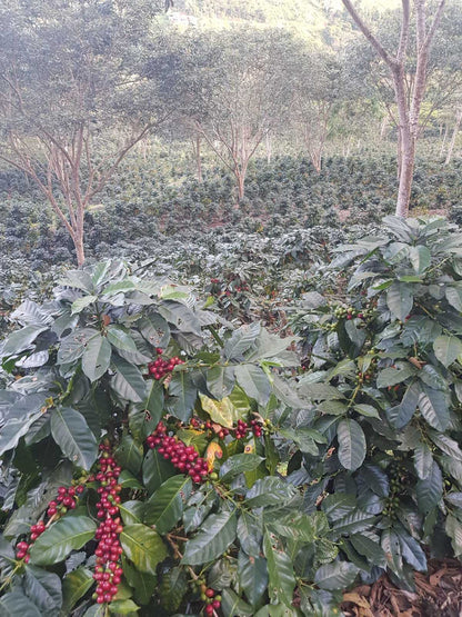 Peru, Llave de Oro