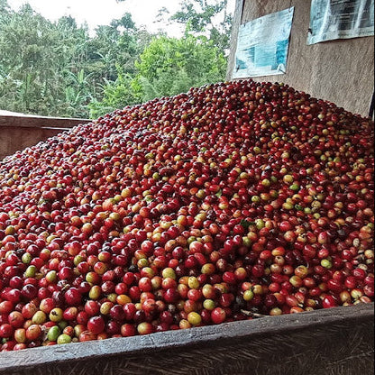 Sugarcane Decaf